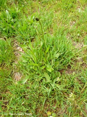 Ribwort plantain in May