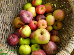Apples in basket with copyright